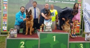German shepherd dog show Asenobgrad